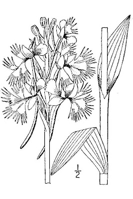 Eastern Prairie Fringed Orchid