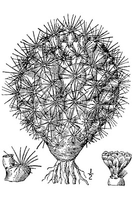 Plains Cactus