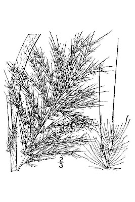 Saccharum giganteum,
sugarcane plume grass,
sugarcane plumegrass