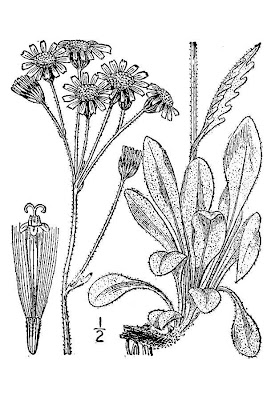 Clustered marsh ragwort Clustered marsh ragwort