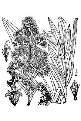 Verge d'or toujours verte