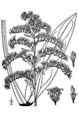 Bog goldenrod Bog goldenrod