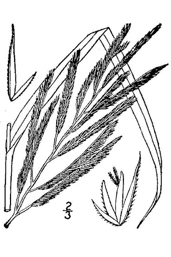 Big Cordgrass