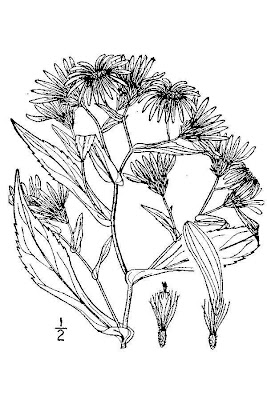 Crooked-stem Aster