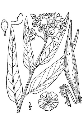 Antelopehorns Antelopehorns