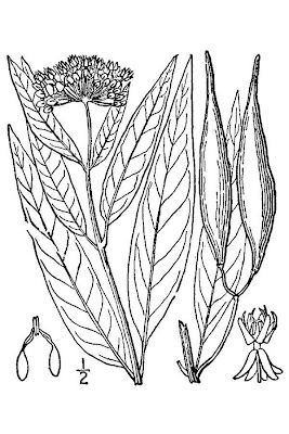 Algodoncillo Algodoncillo