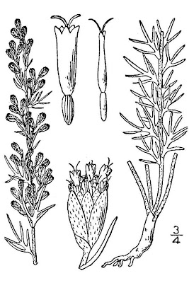 Carruth wormwood Carruth wormwood
