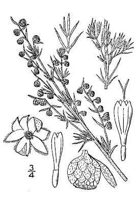 Fringed sagewort