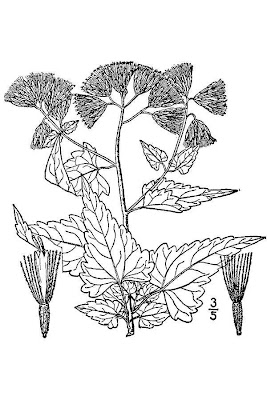 Tassel Flower Brickellbush