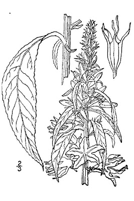 American bellflower