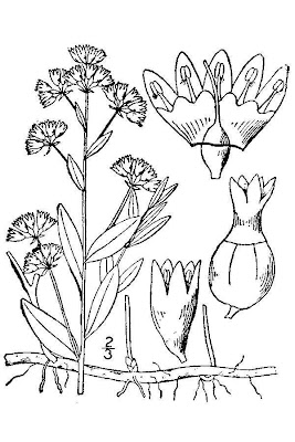 Bastard toadflax Bastard toadflax
