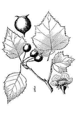Waxy-fruit Hawthorn