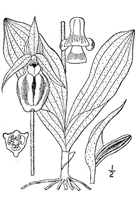 Pink Lady's-slipper Orchid