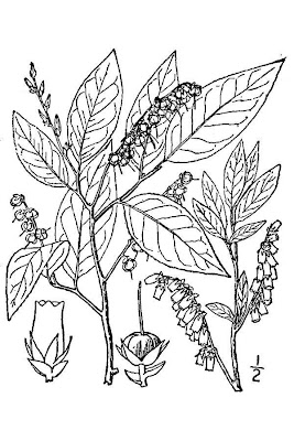 Fetterbush Fetterbush