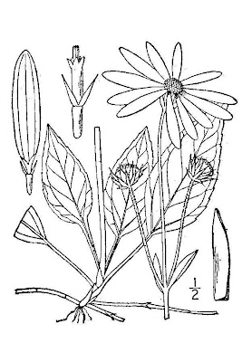 Fewleaf sunflower Fewleaf sunflower