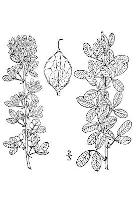 Shrubby Lespedeza