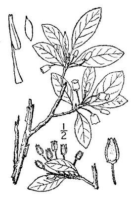 Minniebush
