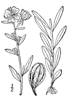 Little evening-primrose Little evening-primrose