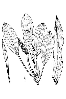 Faxon's pondweed
