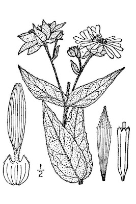 Entire Leaved Rosin Weed Entire Leaved Rosin Weed