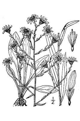 Smooth Blue Aster