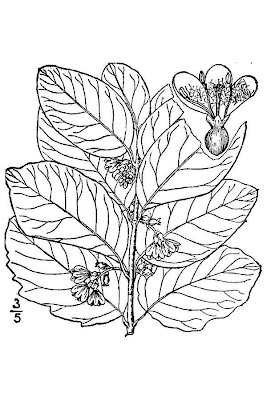 Western Snowberry