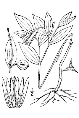 Wild Oats