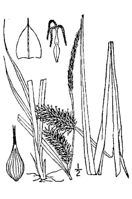 Carex luisant Carex luisant