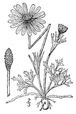 Carolina Thimbleweed Carolina Thimbleweed