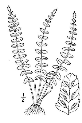 Black-stem spleenwort Black-stem spleenwort