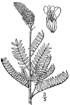 Leafy Prairie-clover