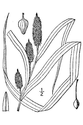 Cattail sedge Cattail sedge