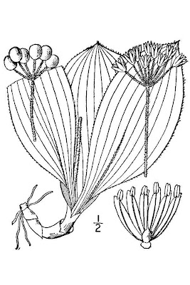 White Clintonia