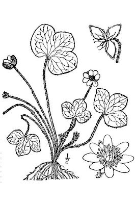Liverwort-leaf