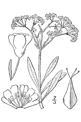 Panamint buckwheat