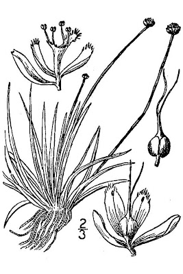 Estuary pipewort Estuary pipewort