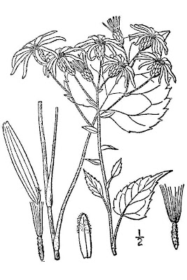Large-leaf Aster