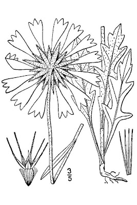 Common Gaillardia