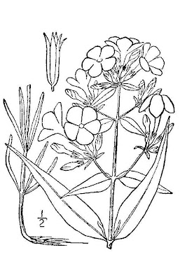Smooth Phlox
