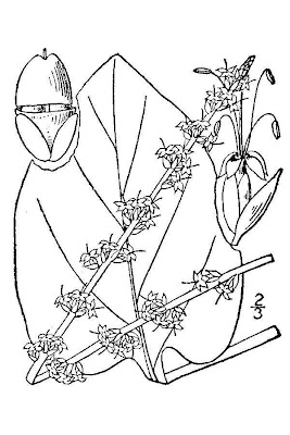 Heart-leaf Plantain