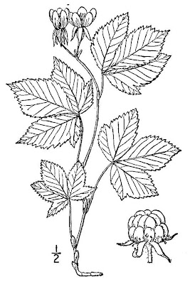 Dwarf red blackberry Dwarf red blackberry