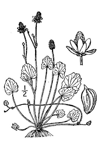 Marsh Buttercup