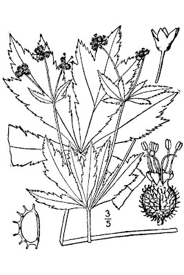 Cluster-sanicle Cluster-sanicle
