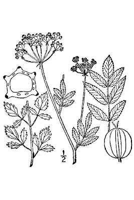 Carson's waterparsnip Carson's waterparsnip