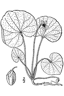 Kidney-leaf White Violet