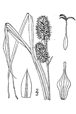 Squarrose Sedge