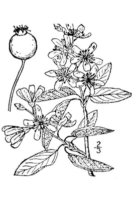 Intermediate serviceberry
