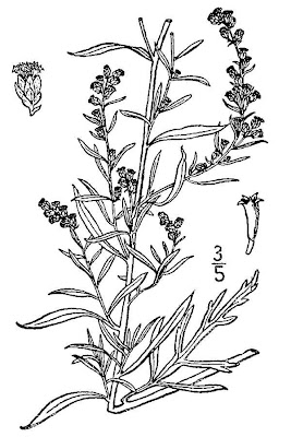 Cudweed sagewort