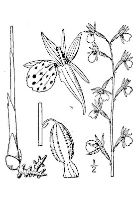 Spring Coralroot