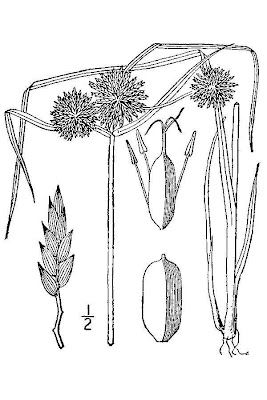 Great Plains Flatsedge